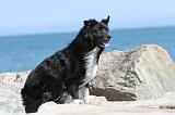 BORDER COLLIE 1586